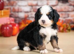 F1 mini bernedoodle near Chicago Illinois