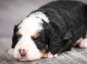 F1 mini bernedoodle near Chicago Illinois