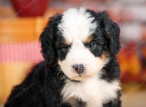 F1 mini bernedoodle near Chicago Illinois