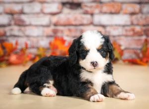 F1 mini bernedoodle near Chicago Illinois