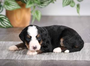 F1 mini bernedoodle near Chicago Illinois