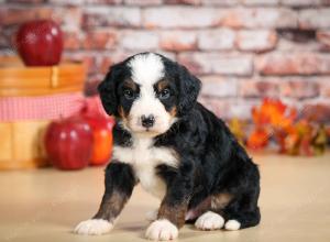 F1 mini bernedoodle near Chicago Illinois