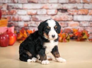 F1 mini bernedoodle near Chicago Illinois