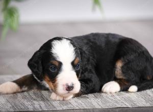 F1 mini bernedoodle near Chicago Illinois