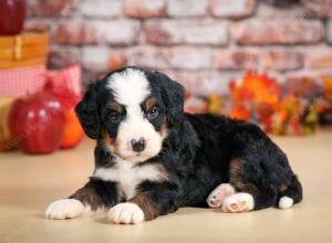 F1 mini bernedoodle near Chicago Illinois