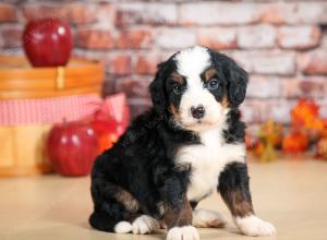 F1 mini bernedoodle near Chicago Illinois