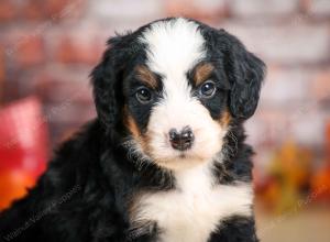 F1 mini bernedoodle near Chicago Illinois