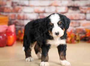 F1 mini bernedoodle near Chicago Illinois