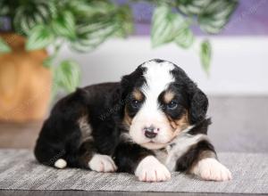 F1 mini bernedoodle near Chicago Illinois