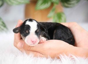 mini bernedoodle near Saint Louis MO
