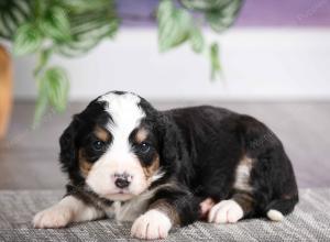 F1 mini bernedoodle near Chicago Illinois