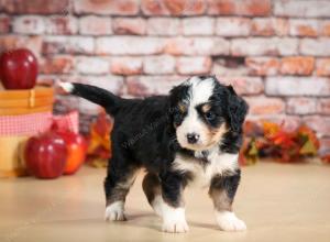 F1 mini bernedoodle near Chicago Illinois
