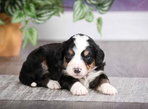 F1 mini bernedoodle near Chicago Illinois