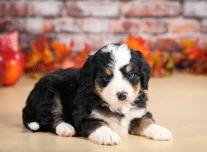 F1 mini bernedoodle near Chicago Illinois