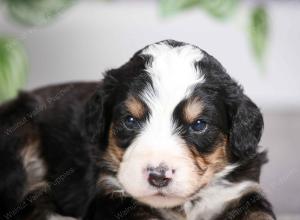 F1 mini bernedoodle near Chicago Illinois