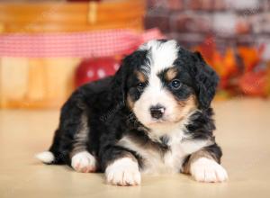 F1 mini bernedoodle near Chicago Illinois
