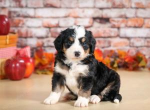 F1 mini bernedoodle near Chicago Illinois