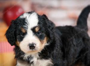 F1 mini bernedoodle near Chicago Illinois