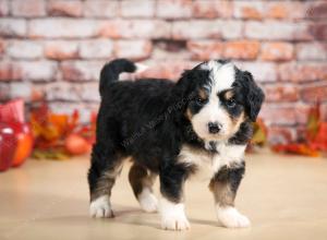 F1 mini bernedoodle near Chicago Illinois