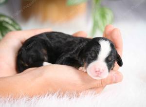 mini bernedoodle near Saint Louis MO