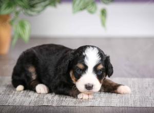 F1 mini bernedoodle near Chicago Illinois