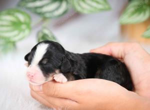 mini bernedoodle near Saint Louis MO