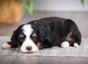 F1 mini bernedoodle near Chicago Illinois