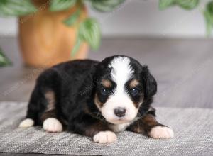 F1 mini bernedoodle near Chicago Illinois