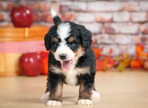 F1 mini bernedoodle near Chicago Illinois