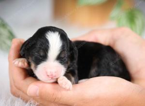 mini bernedoodle near Saint Louis MO