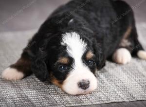 F1 mini bernedoodle near Chicago Illinois