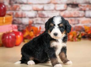 F1 mini bernedoodle near Chicago Illinois
