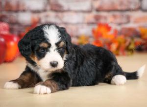 F1 mini bernedoodle near Chicago Illinois