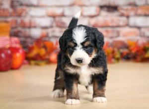 F1 mini bernedoodle near Chicago Illinois