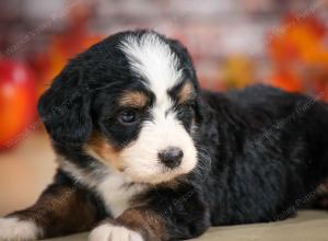 F1 mini bernedoodle near Chicago Illinois