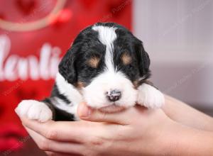 tri-colored male mini bernedoodle near St Louis Missouri 