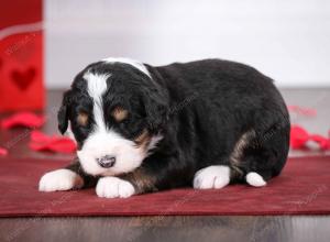 tri-colored male mini bernedoodle near St Louis Missouri 