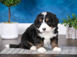 tri-colored male mini bernedoodle near St Louis Missouri 