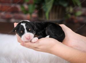 tri-colored male mini bernedoodle near Chicago Illinois