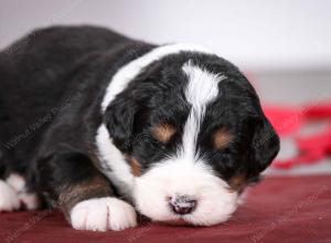 tri-colored male mini bernedoodle near St Louis Missouri 