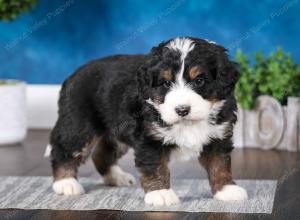 tri-colored male mini bernedoodle near St Louis Missouri 