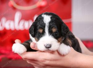 tri-colored male mini bernedoodle near St Louis Missouri 