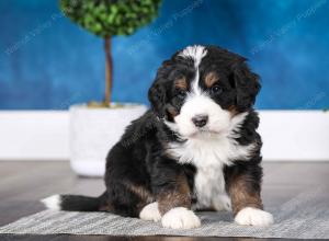 tri-colored male mini bernedoodle near St Louis Missouri 