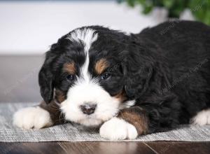 tri-colored male mini bernedoodle near St Louis Missouri 