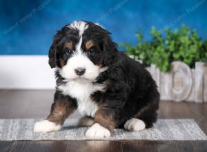 tri-colored male mini bernedoodle near St Louis Missouri 