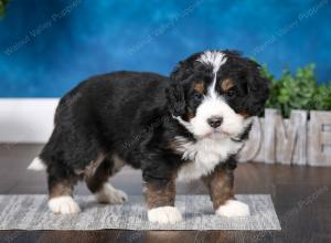 tri-colored male mini bernedoodle near St Louis Missouri 