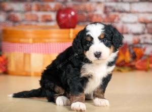 F1 mini bernedoodle near Chicago Illinois