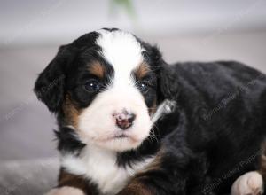 F1 mini bernedoodle near Chicago Illinois