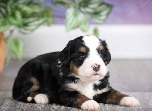 F1 mini bernedoodle near Chicago Illinois