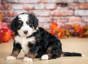 F1 mini bernedoodle near Chicago Illinois